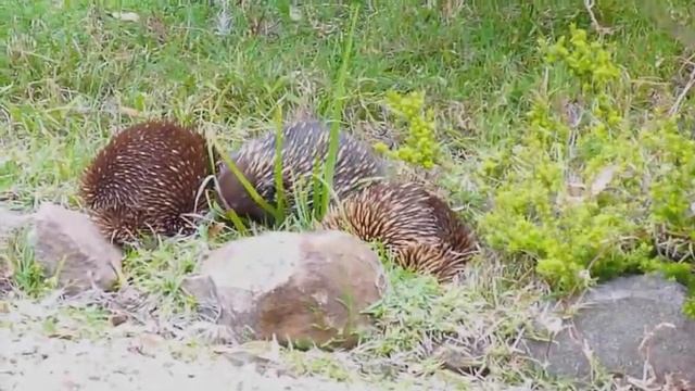 Australian Wildlife: Echidna Train смотреть онлайн