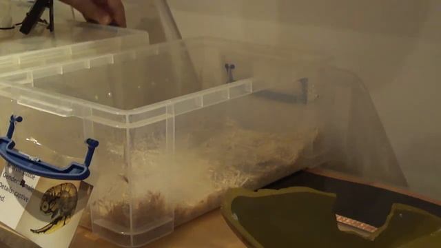 Vanilla ball/royal python post shed update смотреть онлайн