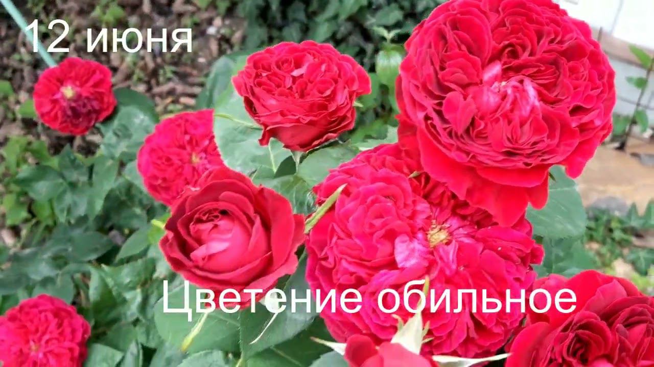 Тесс, Остин, 2013 смотреть онлайн