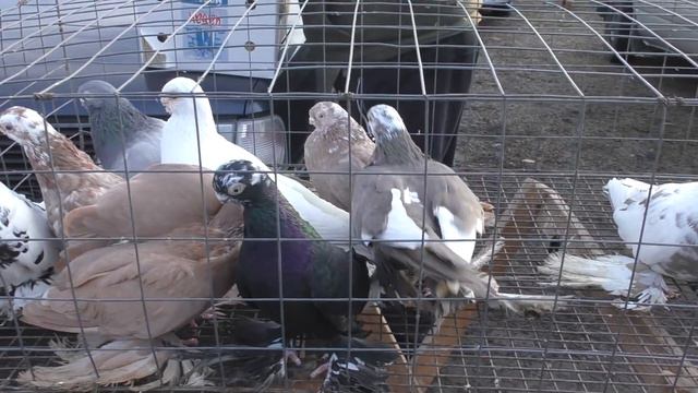 29.12.19. Птичий рынок г. Кропоткин (ч2) Kropotkin bird market (part 2) смотреть онлайн