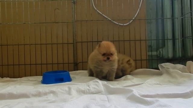 Померанский шпиц! Щенки медвежьего типа. 1,5 месяца смотреть онлайн