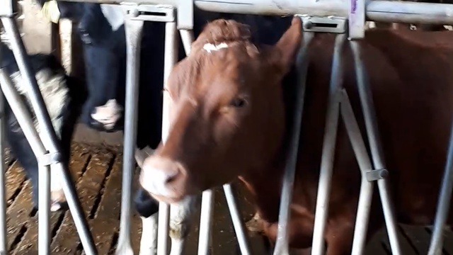 Оптовая продажа зарубежного скота смотреть онлайн