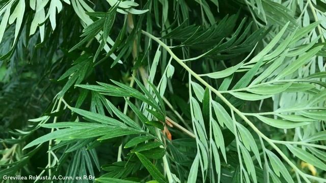 Grevillea Robusta A.Cunn. ex R.Br. | Flower Shrubs and Trees | ?? Panama | смотреть онлайн