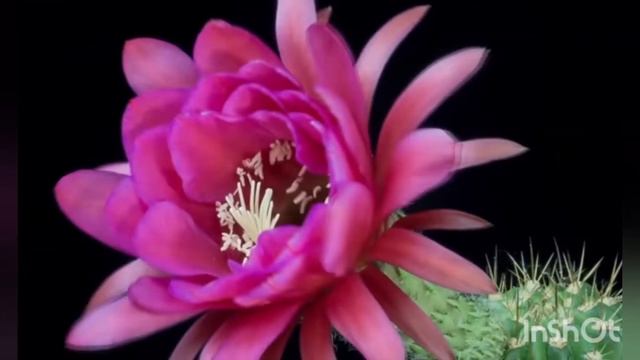 Музыка для раскрытия Души. Вальс любви. смотреть онлайн