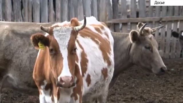 Алтайские фермеры получили дополнительную господдержку смотреть онлайн