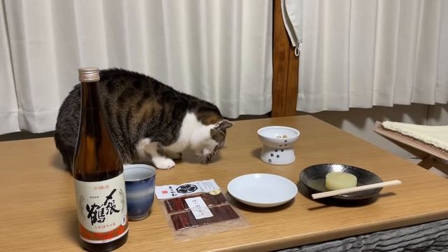 大雪なので車中泊旅を中止！最強寒波の日は部屋にこもって猫とおでん｜居酒屋マサは大雪でも営業中です。 смотреть онлайн