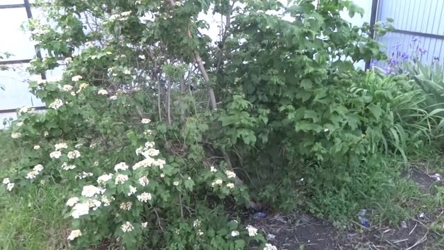 С днем соловья! Красивая музыкальная открытка! смотреть онлайн