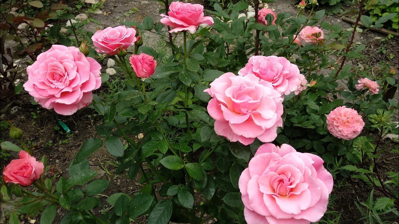 Розы. Продолжают цветение. смотреть онлайн