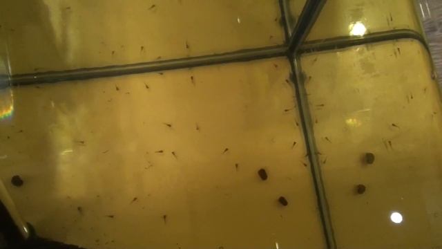 Пополнение! Скатка сработала! Флаговые меченосцы. смотреть онлайн