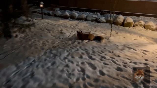 Алиса Лиса-Alice the Fox (Прекрасное Зимнее Настроение) смотреть онлайн