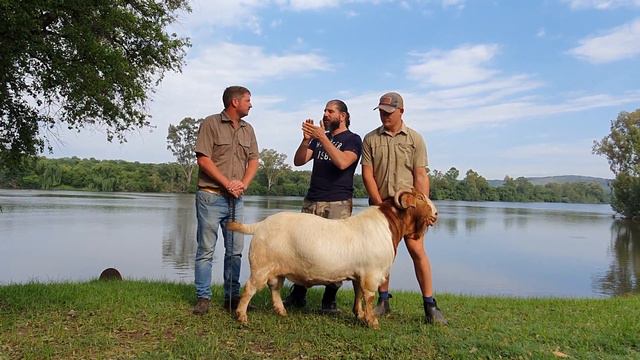 SA Boergoat Judge explaining difference between Stud Flock and Cull Goats смотреть онлайн