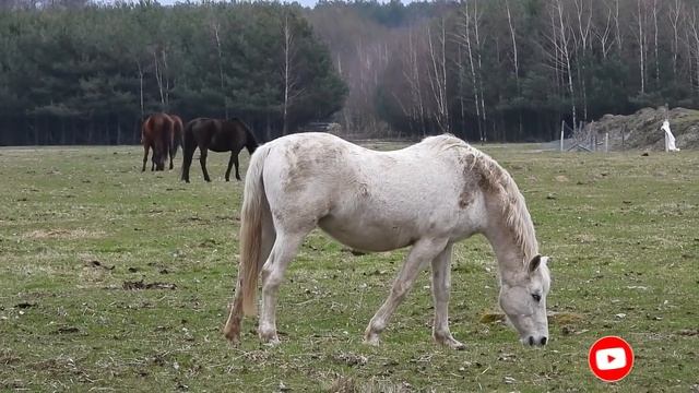 На спине у оленя лежала маленькая девочка. Она потерялась, и только он мог ее спасти! смотреть онлайн