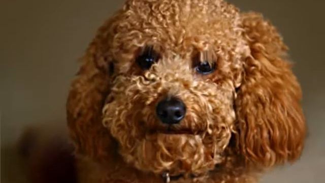 Talking dog with bad perm. смотреть онлайн