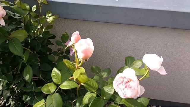 Rose St. Cecilia | David Austin | Rosenvideo | Gartenfein [HD]