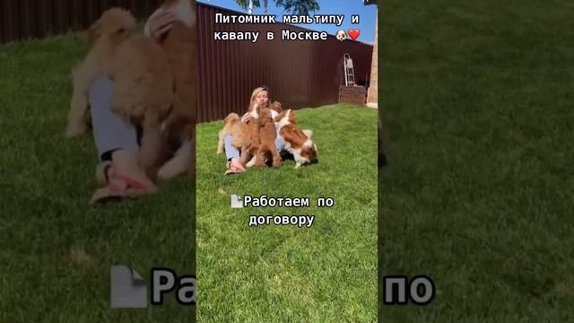 Питомник мальтипу и кавапу в Москве ❤️ смотреть онлайн