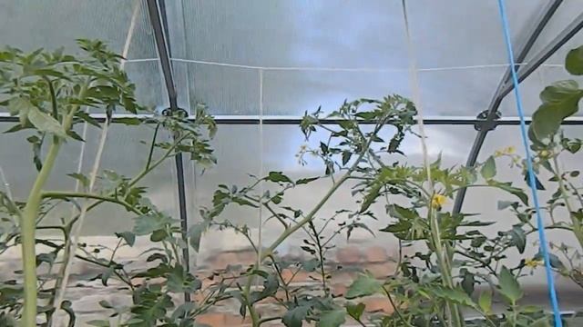 ТЕПЛИЦА 20 ИЮНЯ, ФИТОСПОРИН И ГОРЧИЦА ПРОТИВ ФИТОФТОРЫ. смотреть онлайн