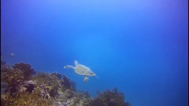 Дайвинг в Нячанге. Морская черепаха смотреть онлайн