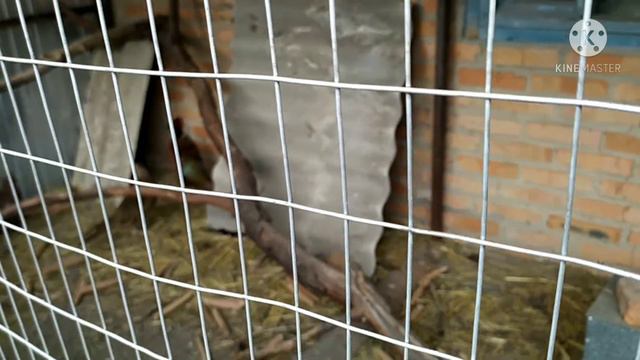 Расклев яиц Фазанами. 🥚🥚🥚 смотреть онлайн