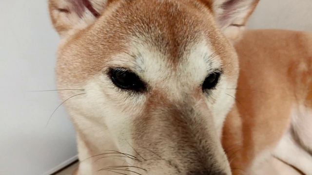 ДУСЬКА смотреть онлайн