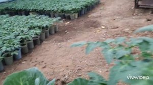 "Атлет " для роста и толщины рассады. Обзор ранних помидоров, перца,  капусты.