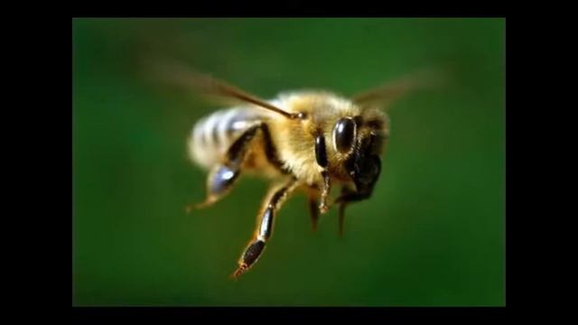 Куда больнее всего жалит пчела ???