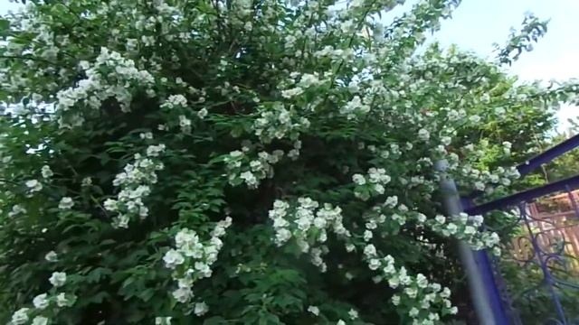 Июльское утро 2020.Из истории приобретения розы Памяти Высоцкого.Наше озеро. смотреть онлайн