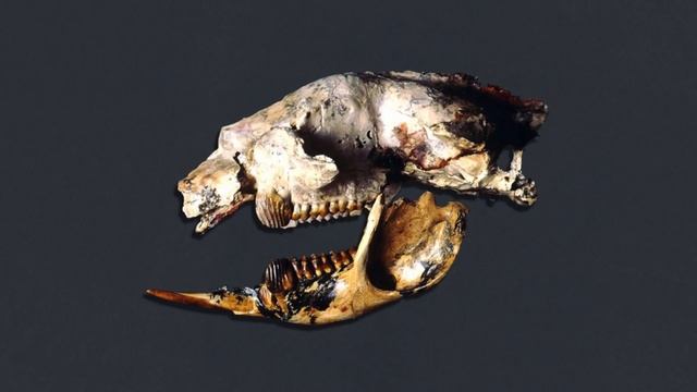 When it was Thought that the Marsupial Lion was a Herbivore смотреть онлайн