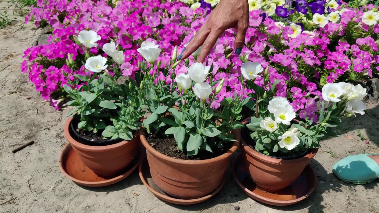 Как вырастить ЭУСТОМУ комнатную из семян! Эустома Сапфир! Выбираем семена 2023 смотреть онлайн