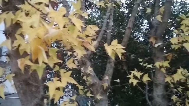 Унылая пора,очей очарованье. смотреть онлайн