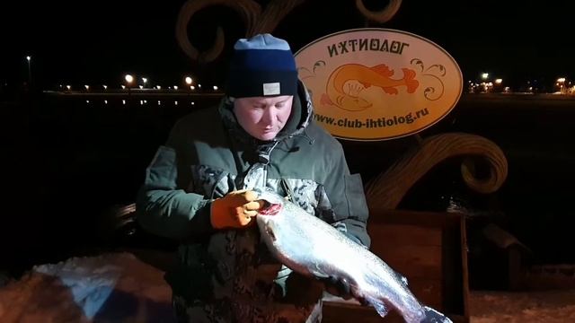 Радужная форель 2,5-4 кг. смотреть онлайн