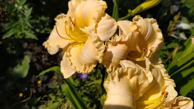 Лилейник Арианна ( Arianna). Само очарование !!! смотреть онлайн