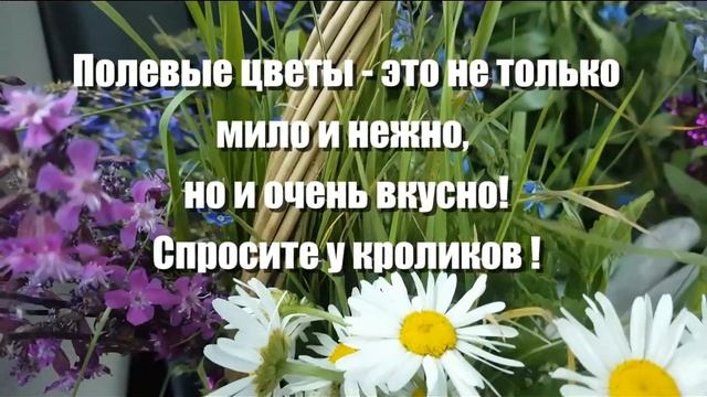 Фотосессия с кроликами - подарок на свадьбу смотреть онлайн