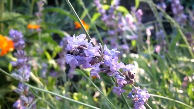 Лаванда в моем саду. Средняя полоса смотреть онлайн