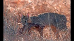 Камышовый кот (болотная рысь)