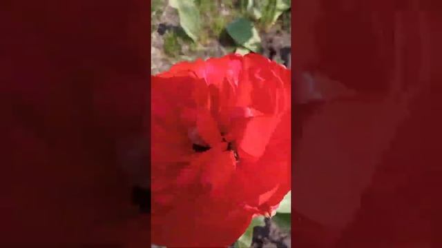 КРАСНЫЕ ТЮЛЬПАНЫ смотреть онлайн