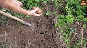 Картофель сорта Гранада и Славянка.Результат мулчирования радует.