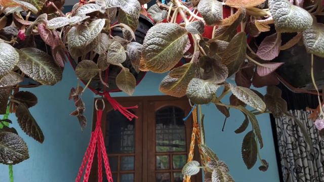 / Flame violet/Epecia....എപ്പീഷ്യ കൊണ്ടൊരു കർട്ടനോ? സംഭവം പൊരിച്ചൂട്ടാ .....