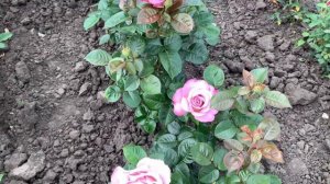 роза Блю Гёл (Blue Girl) идеальна в жарком климате!!!???