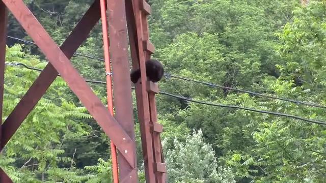 20_06_2018_КОТЫ ПЛАСТУНСКИЕ,СТОРОЖЕВЫЕ_СОЧИ_КАЗАЧИЙ ХУТОРОК.mp4 смотреть онлайн