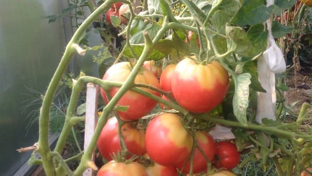 Презентация томата Демидов смотреть онлайн