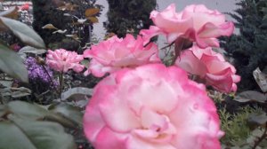 Плетистая роза Хендель (Handel)