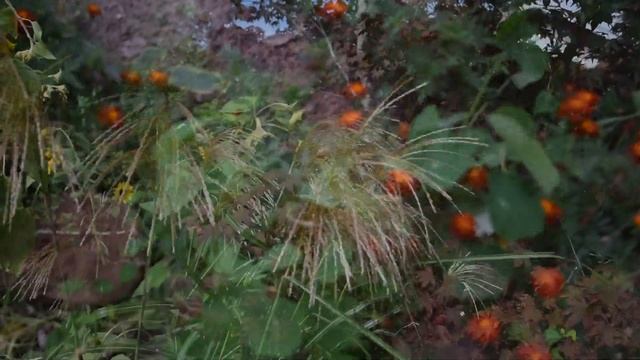 Mul Mantra смотреть онлайн