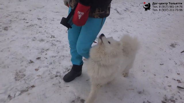 Дружкова Юлия и самоед Чандра. Занятие по дрессировке (ОКД): учим собаку команде Рядом. Тольятти смотреть онлайн