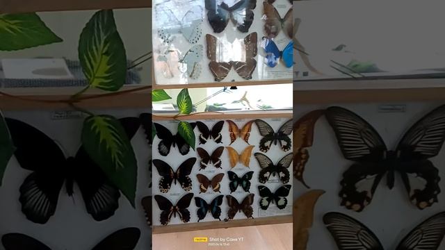 Выставка экзотических бабочек ??? смотреть онлайн