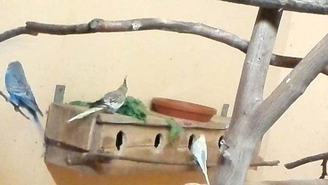 Что кушает попугай корелла? смотреть онлайн