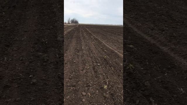 Посев ярого гороха . смотреть онлайн