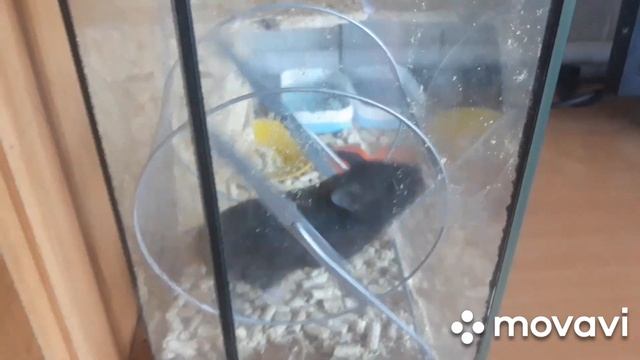 Ох уж эти хомяки! Хомячьи радости.