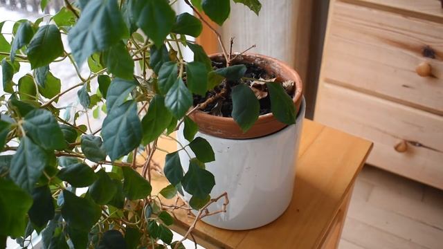 How I water my grape ivy plants (Rhoicissus rhombifolia) смотреть онлайн