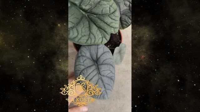 Алоказия Мело смотреть онлайн