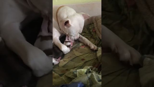 Роды собак (американского Стаффорда )